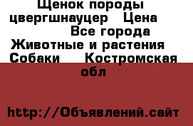 Щенок породы  цвергшнауцер › Цена ­ 30 000 - Все города Животные и растения » Собаки   . Костромская обл.